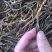 干豆角500克250克已装成小包。大货供应切段整条