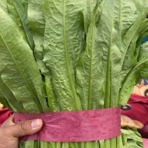 邯郸油麦菜品质保证货源充足价格实惠欢迎来电