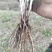 北苍术朱砂点当年苗，人工除草无药害残留成活率高抗病能力强