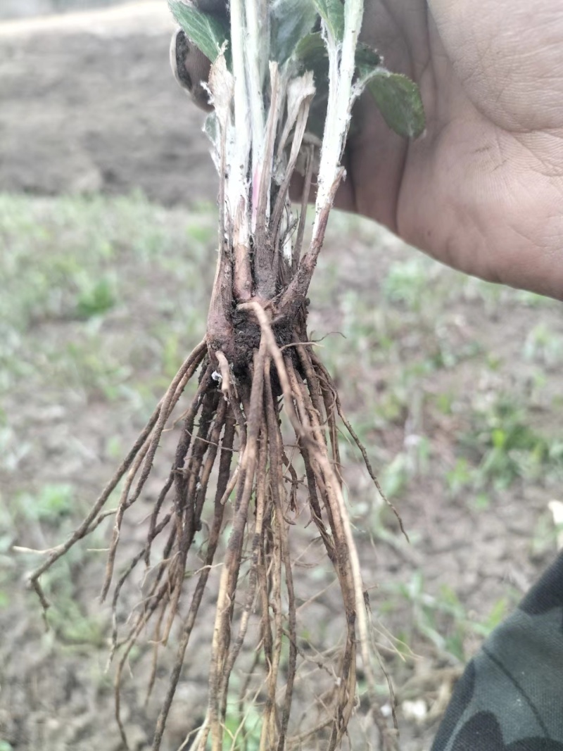 北苍术朱砂点当年苗，人工除草无药害残留成活率高抗病能力强