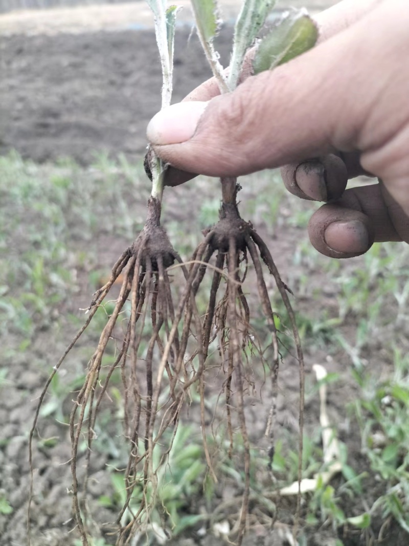 北苍术朱砂点当年苗，人工除草无药害残留成活率高抗病能力强