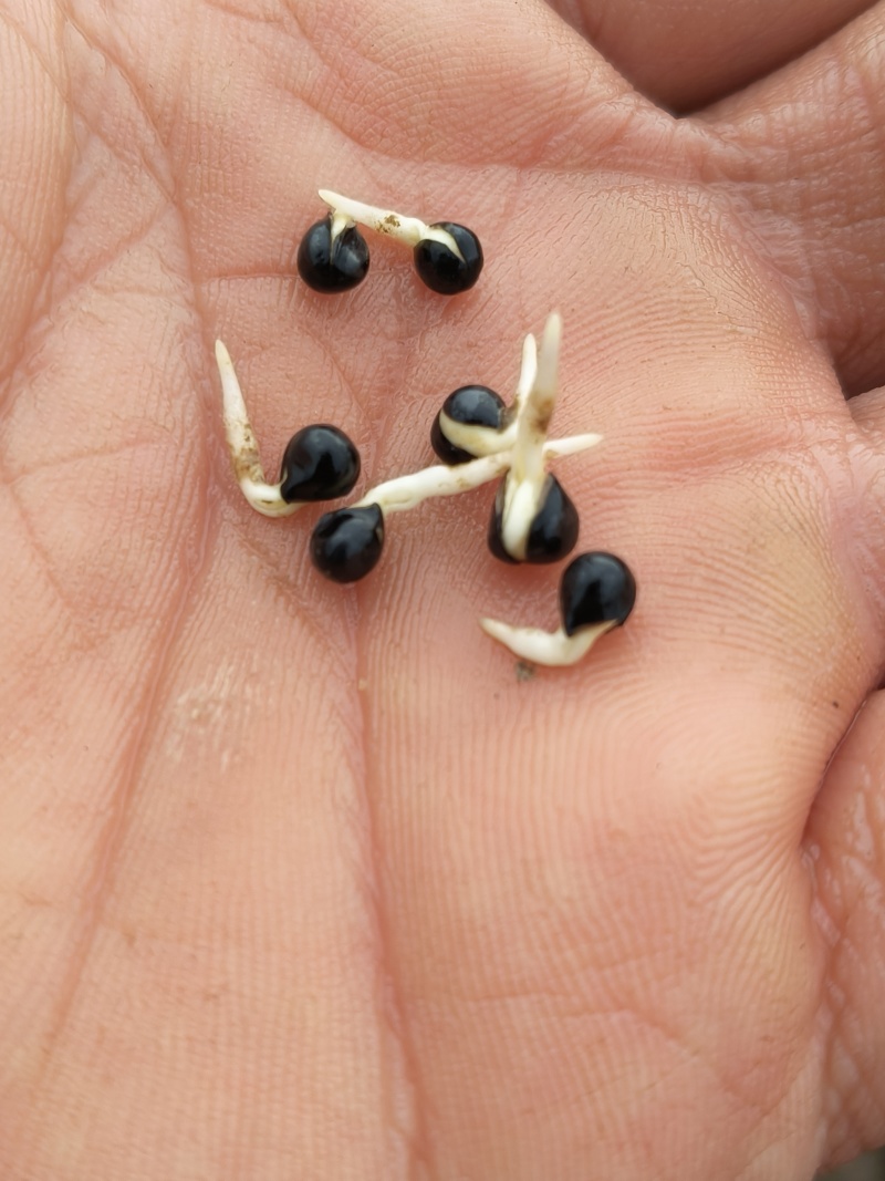 白鲜皮种苗，阔叶品种，根粗芯细，产量高，提供技术指导