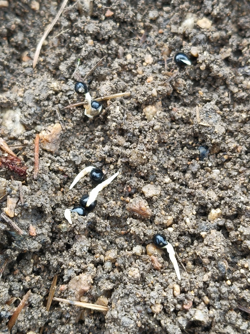 白鲜皮种苗，阔叶品种，根粗芯细，产量高，提供技术指导