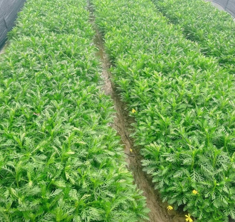 黄金菊大杯高30cm以上，热卖中，价格美丽，欢迎订购。