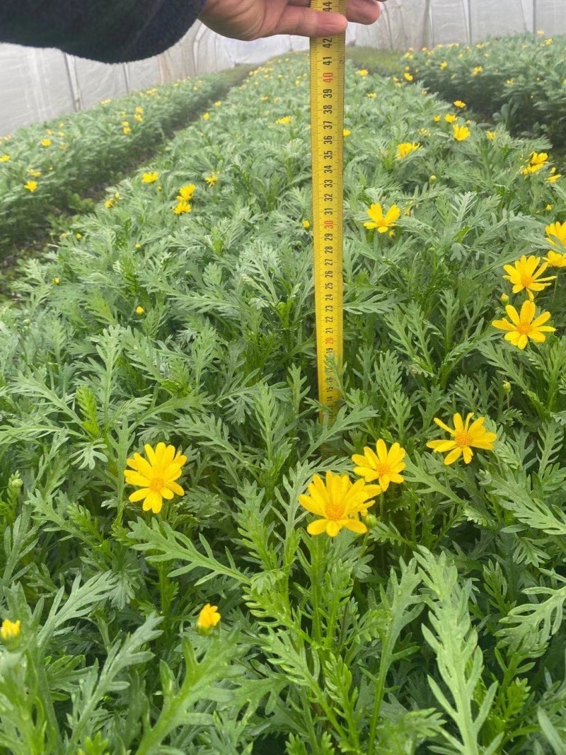 黄金菊大杯高30cm以上，热卖中，价格美丽，欢迎订购。