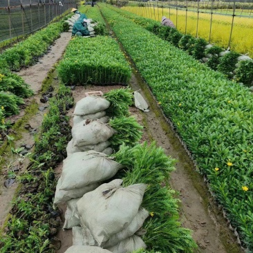 黄金菊大杯高30cm以上，热卖中，价格美丽，欢迎订购。
