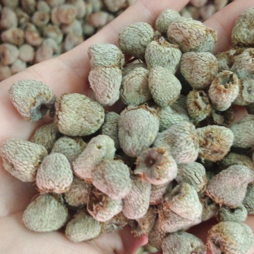 覆盆子，中药材覆盆子，新货选货，源头厂家直销