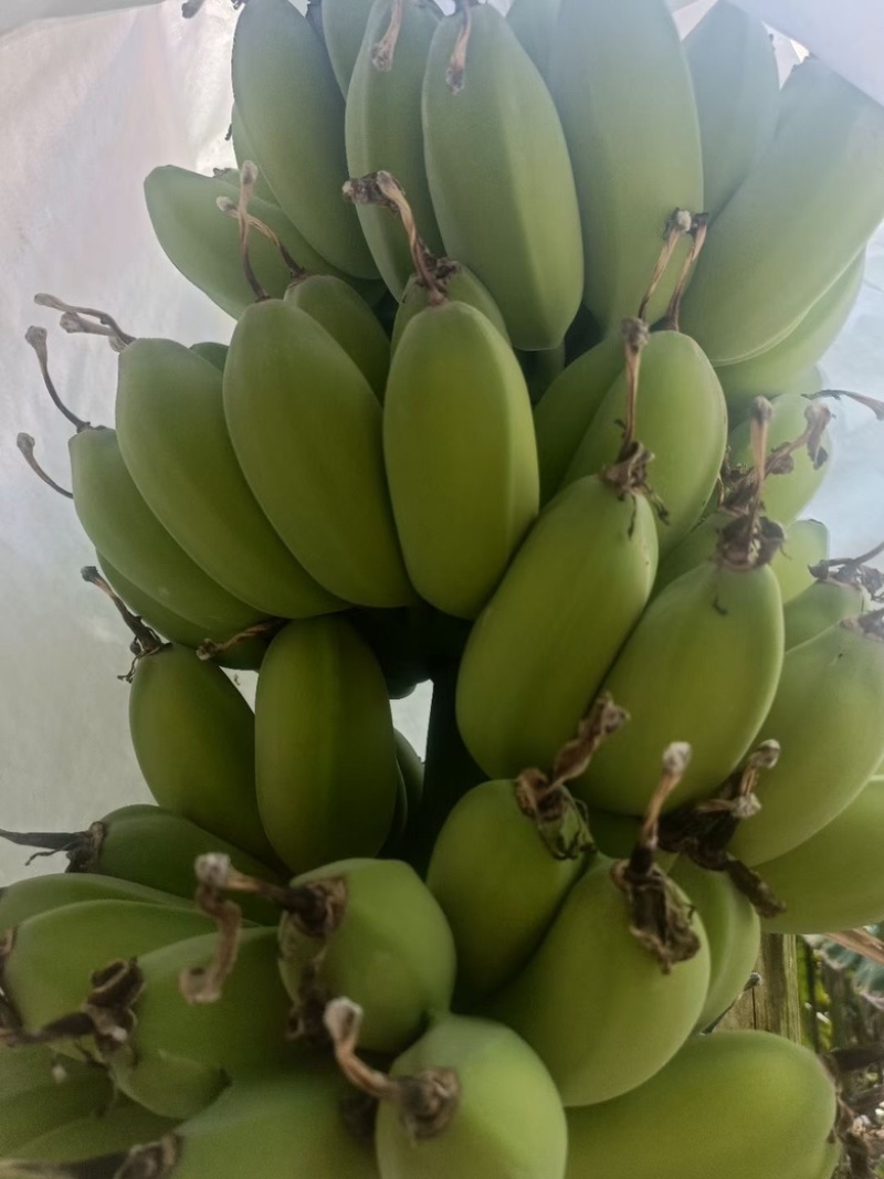 苹果香蕉，优质产品，香甜好吃，超市，市场