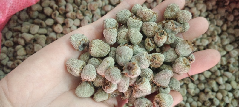 覆盆子，中药材覆盆子，新货选货，源头厂家直销