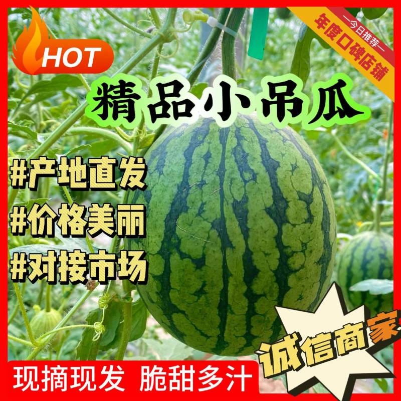 山东省济南市太平镇冰糖小王子小吊瓜大量供应可实地看货装货