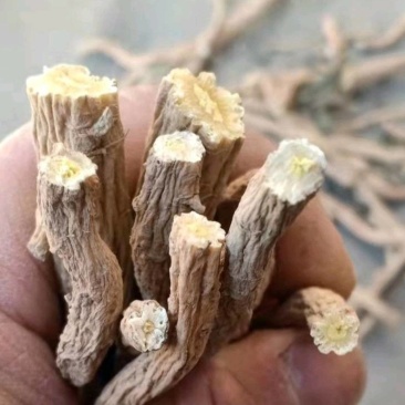 板蓝根，产地甘肃，常年供应大货