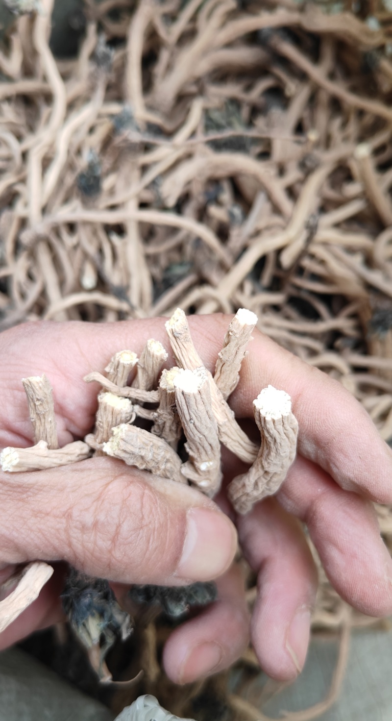 板蓝根，产地甘肃，常年供应大货