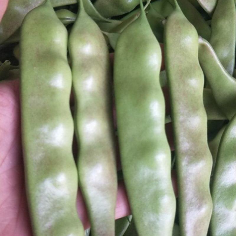 油亮油豆角