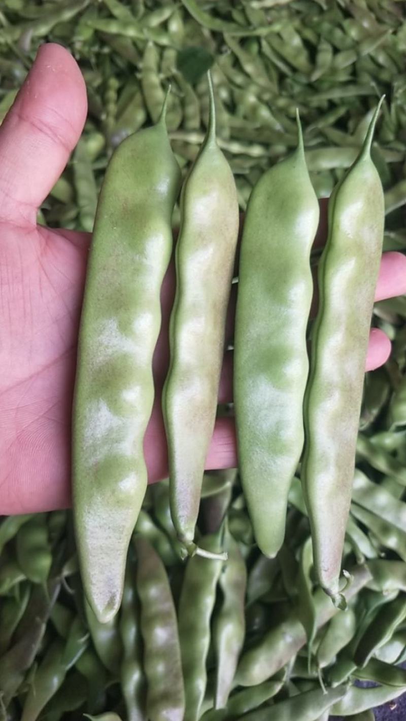 油亮油豆角
