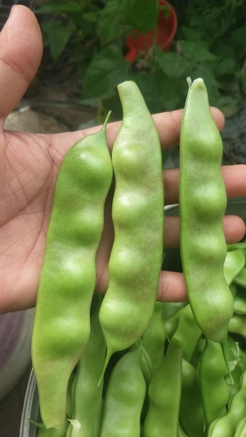 油亮油豆角