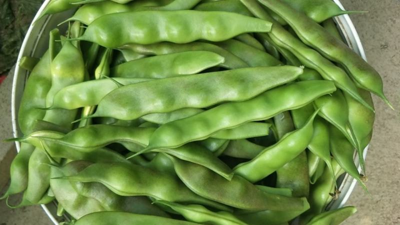 油亮油豆角