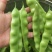油亮油豆角