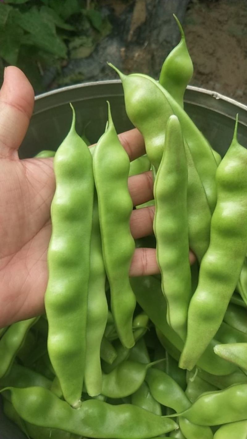 油亮油豆角