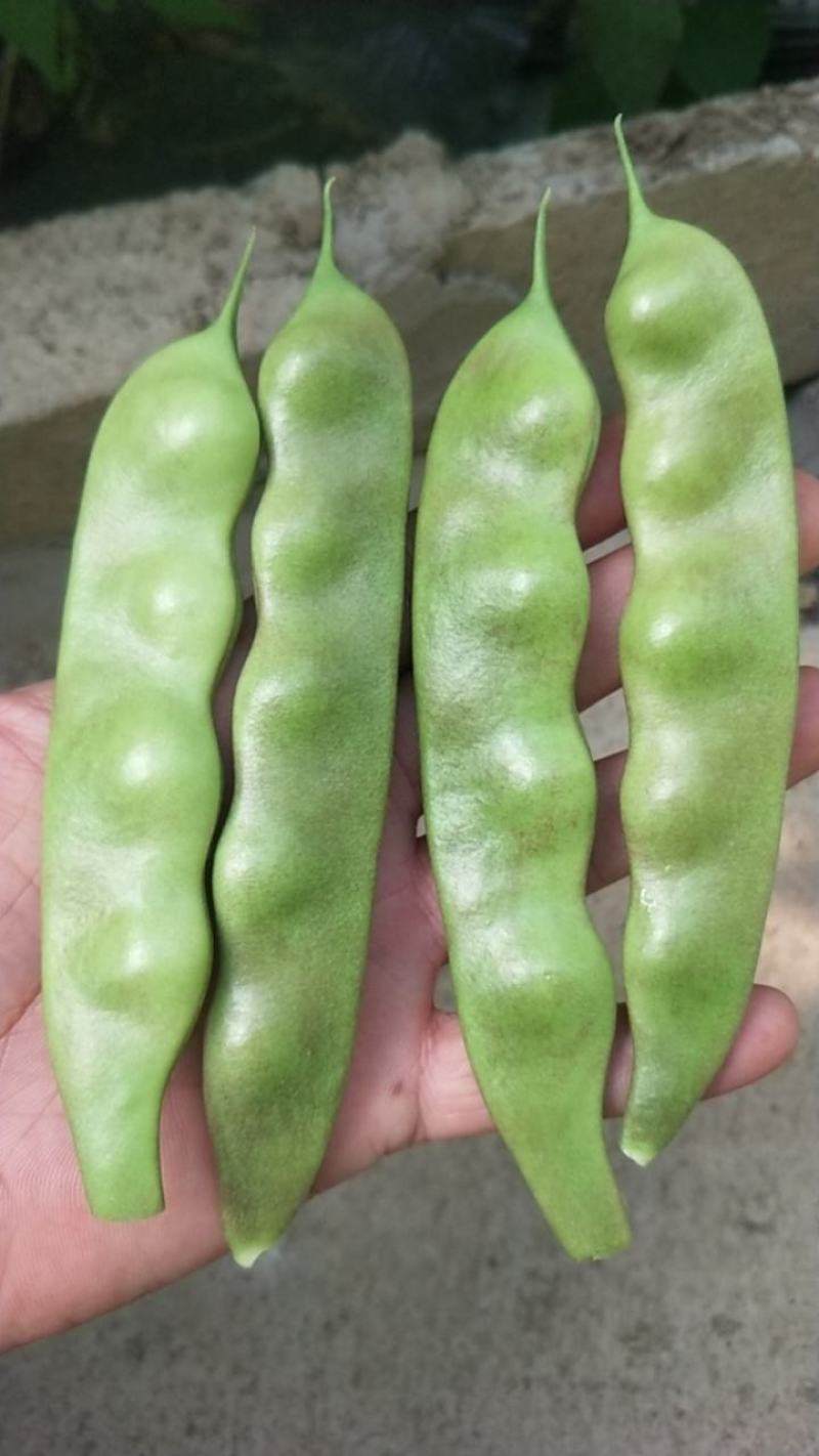 油亮油豆角