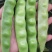 油亮油豆角