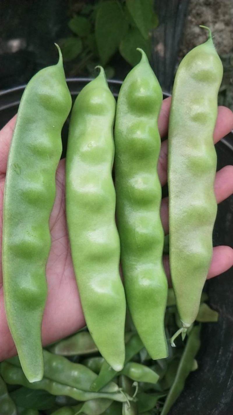 油亮油豆角