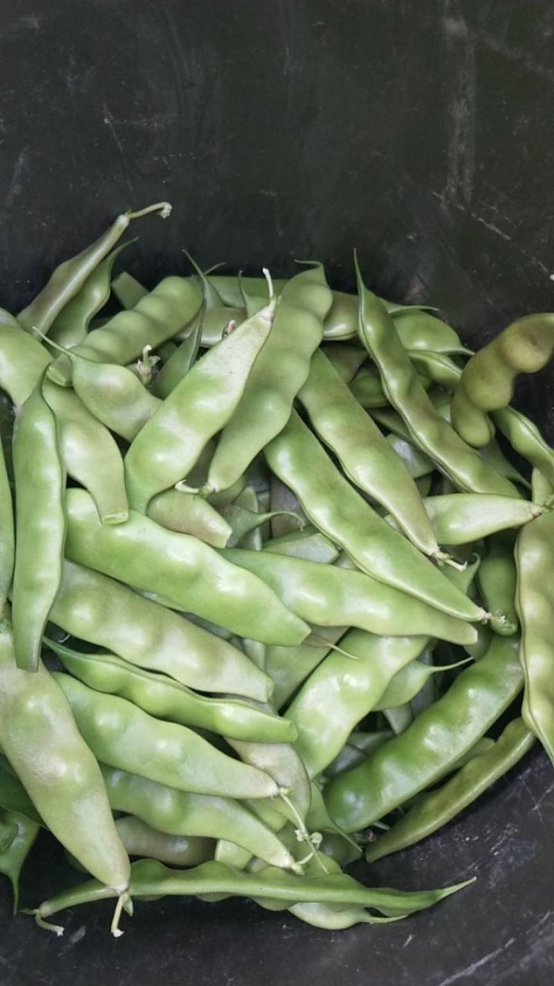 油亮油豆角