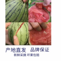 西瓜，早春红玉西瓜，手撕瓜，安徽小吊瓜，小糖丸吊瓜