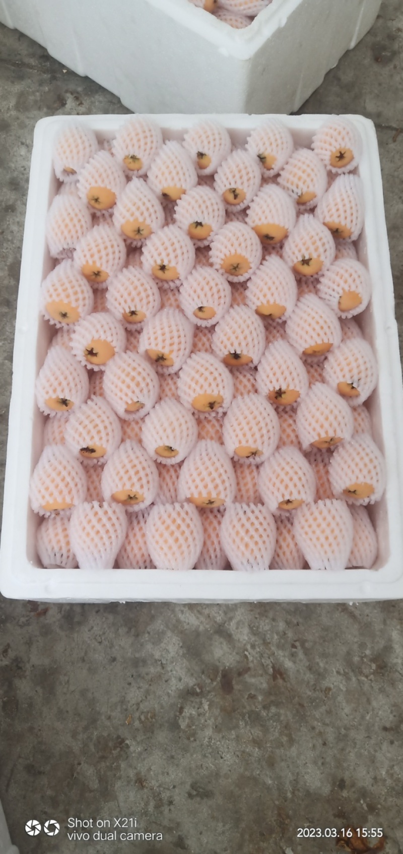 【量大价优】四川大凉山阳光枇杷，品质好，规格全，欢迎批发