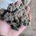 猪苓，甘肃产地，干净货