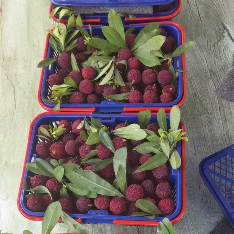 潮汕特产金灶杨梅