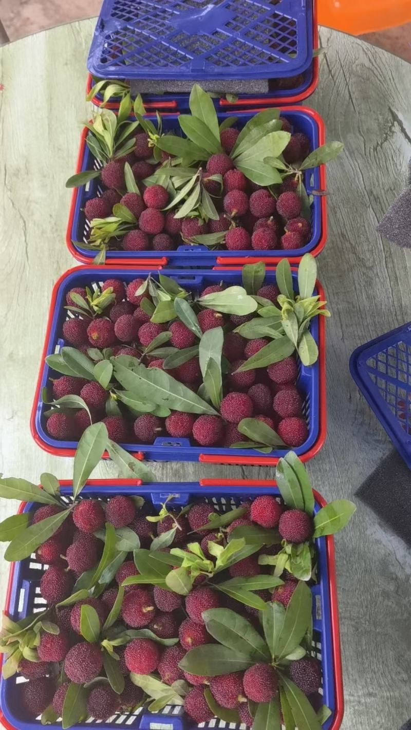 潮汕特产金灶杨梅