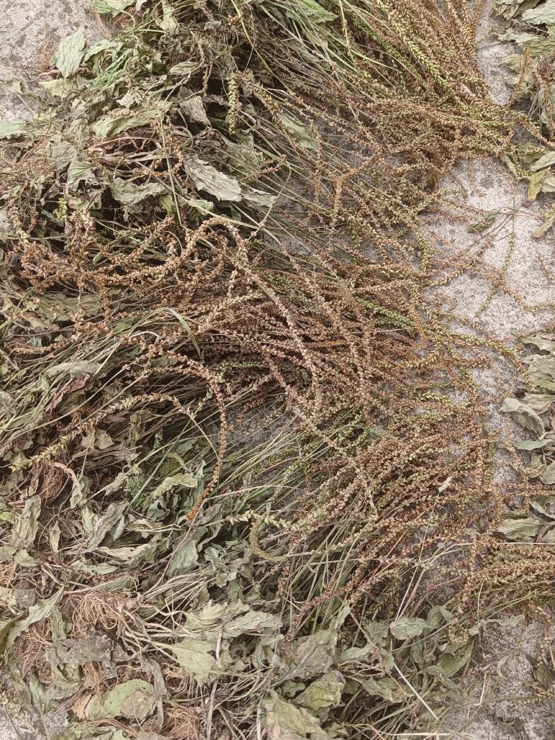 车前草