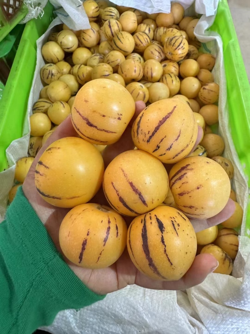 云南人参果，当季节，精品果子，清甜多汁，基地直供，质量保