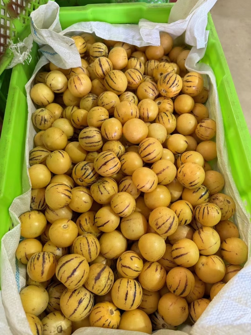 云南人参果，当季节，精品果子，清甜多汁，基地直供，质量保