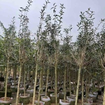 红丹桂基地直销规格齐全欢迎老板来电咨询合作