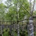 白玉兰树基地直销规格齐全欢迎老板来电咨询合作