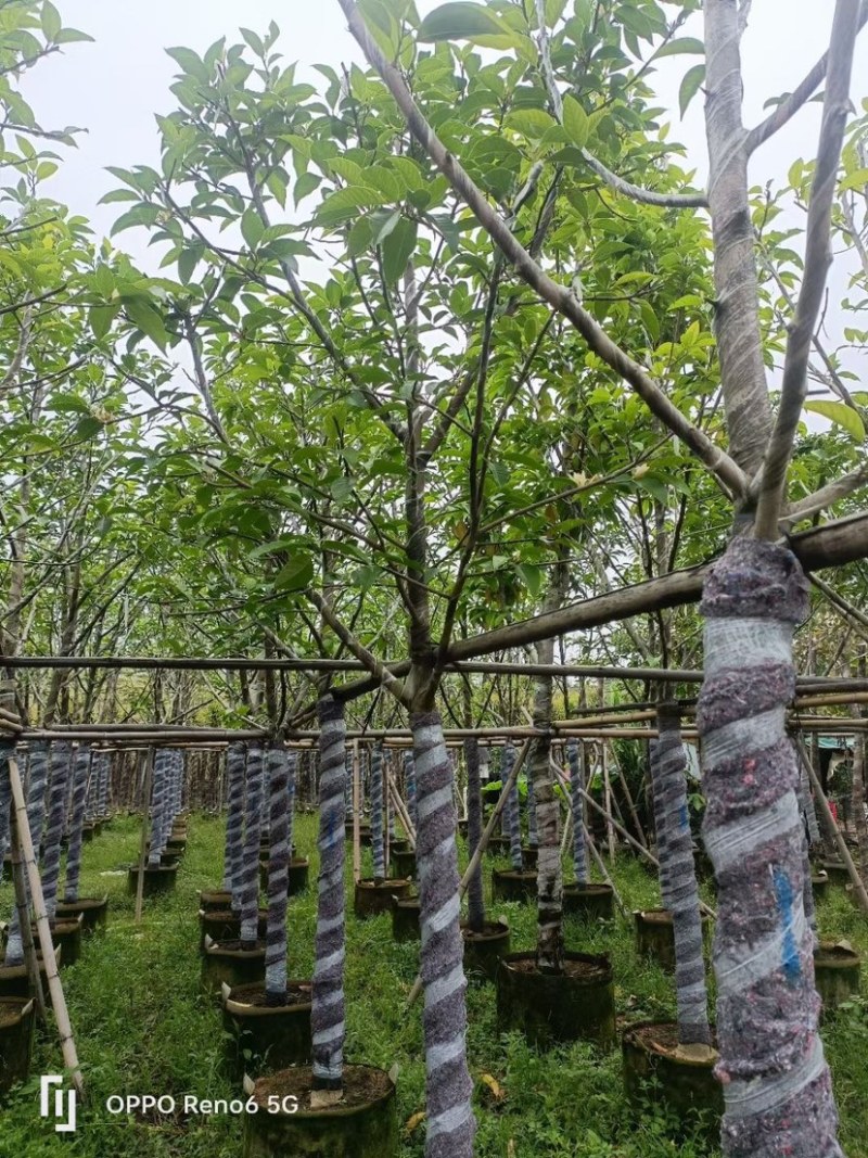 白玉兰树基地直销规格齐全欢迎老板来电咨询合作