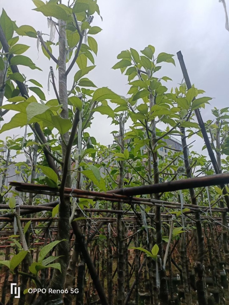 白玉兰树基地直销规格齐全欢迎老板来电咨询合作