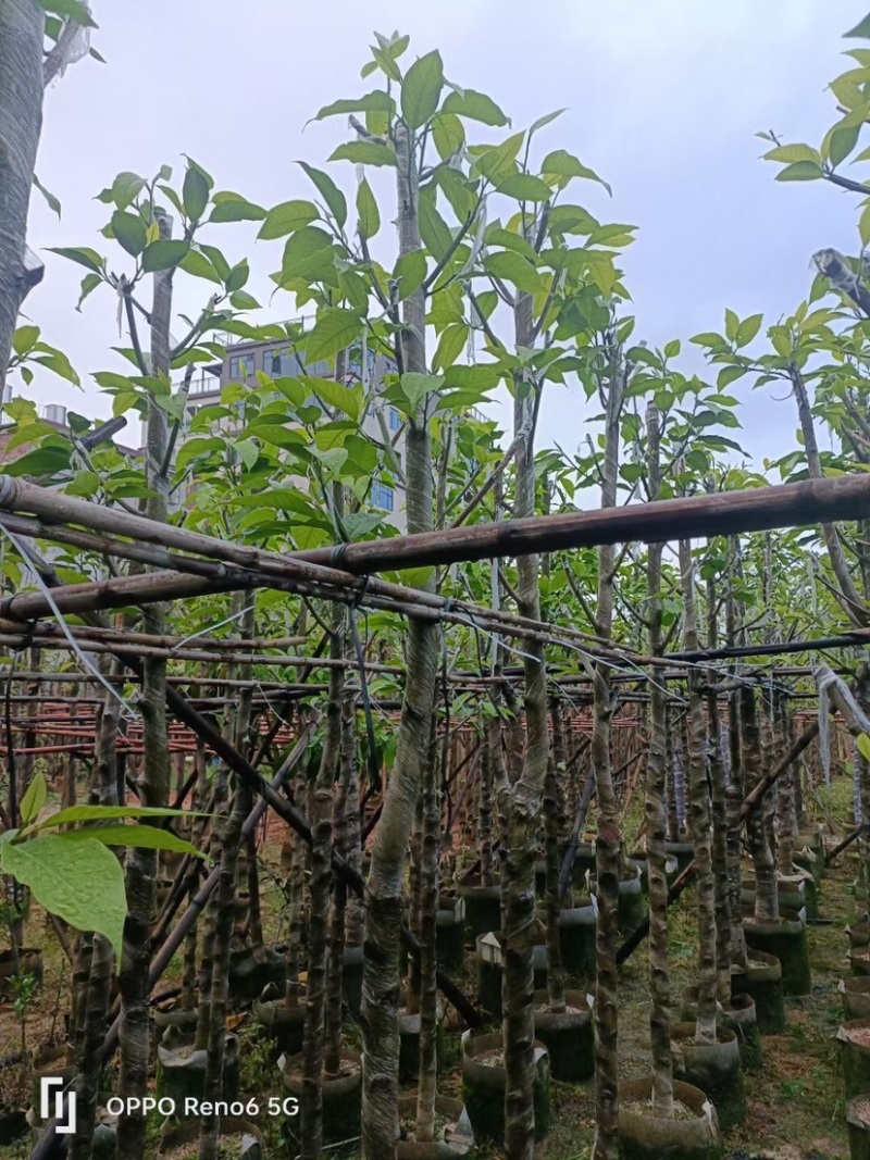 白玉兰树基地直销规格齐全欢迎老板来电咨询合作