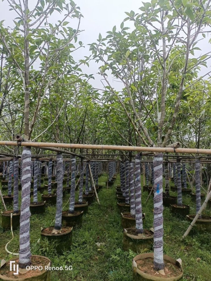 白玉兰树基地直销规格齐全欢迎老板来电咨询合作