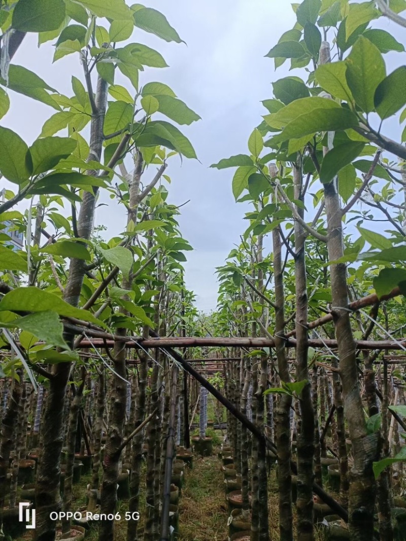 白玉兰树基地直销规格齐全欢迎老板来电咨询合作