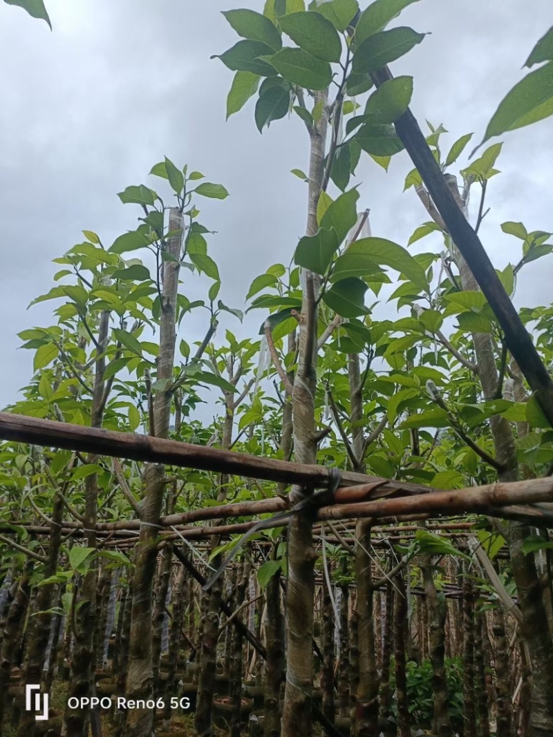 白玉兰树基地直销规格齐全欢迎老板来电咨询合作