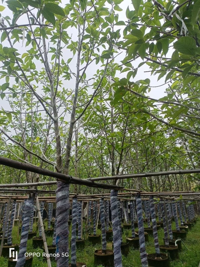 白玉兰树基地直销规格齐全欢迎老板来电咨询合作
