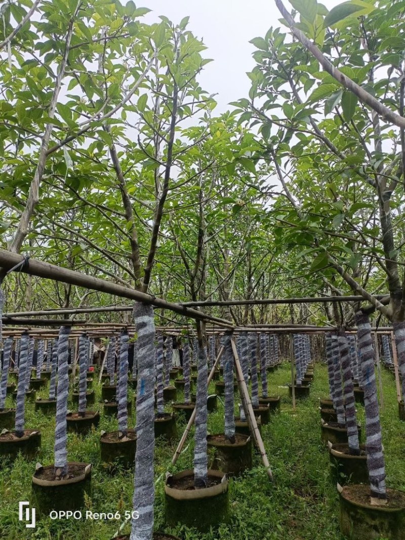 白玉兰树基地直销规格齐全欢迎老板来电咨询合作