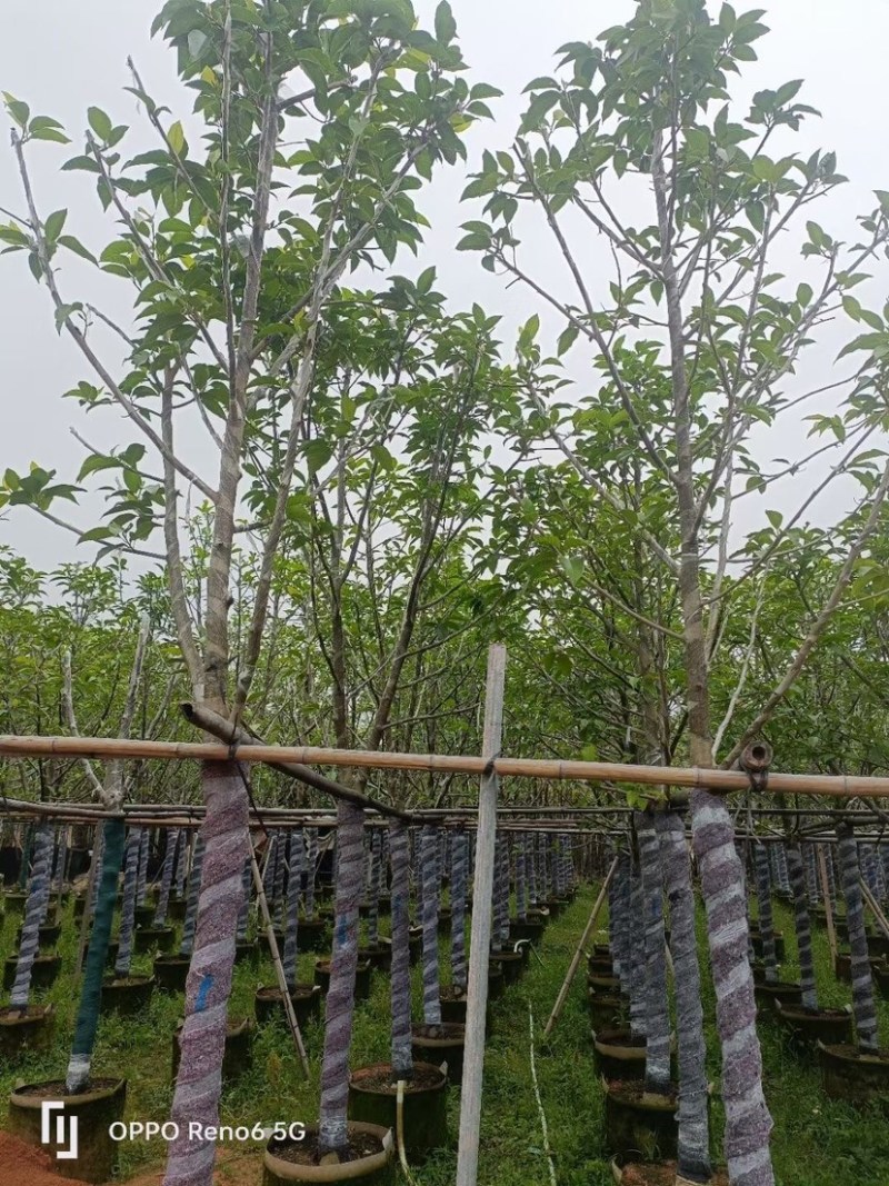 白玉兰树基地直销规格齐全欢迎老板来电咨询合作
