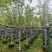 白玉兰树基地直销规格齐全欢迎老板来电咨询合作