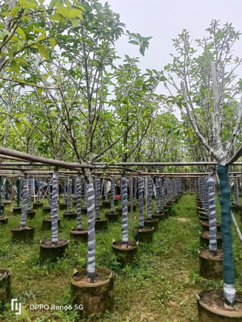 白玉兰树基地直销规格齐全欢迎老板来电咨询合作