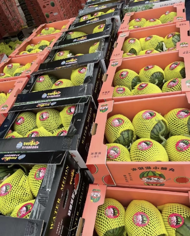 礼品西瓜上市啦大量现货供应产地直发