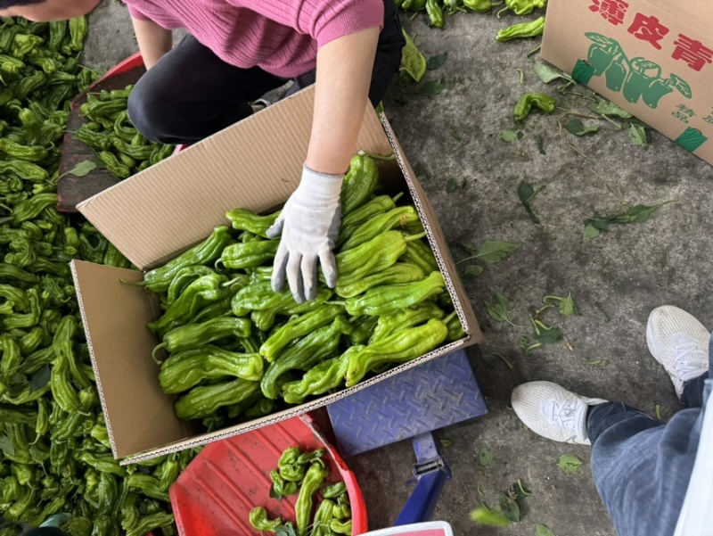 薄皮椒青椒青泡椒大量上市江苏鲜辣椒质优价廉