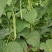 芸豆苗